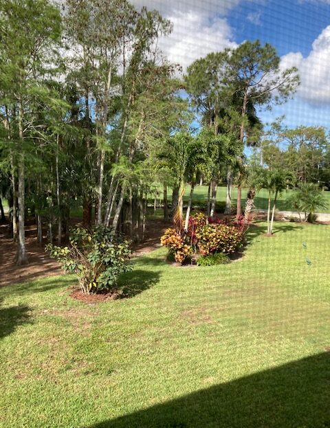 A sunny garden with green grass, tall trees, and colorful shrubs.