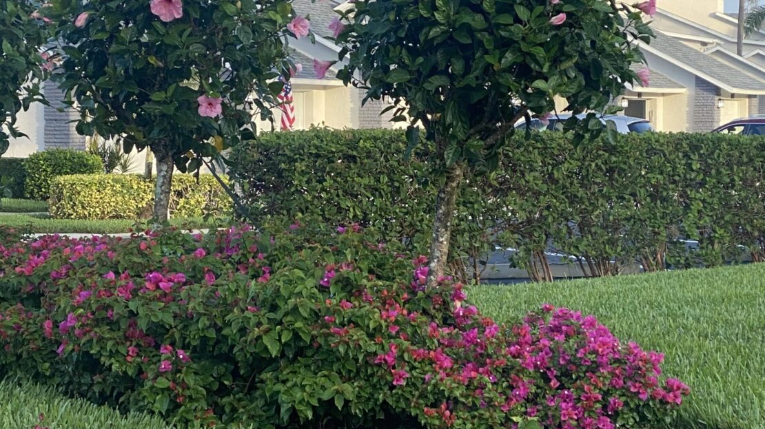 Two hanging flower baskets with pink blooms in a garden.