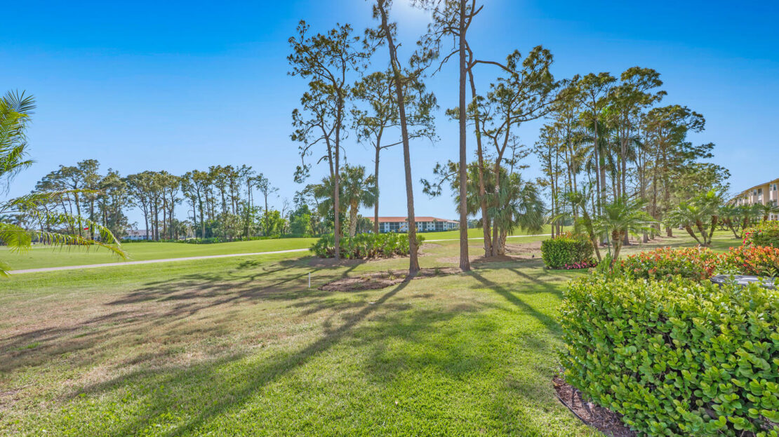 Sunny golf course with tall pine trees and clear blue sky.